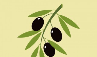 橄榄枝象征着什么（橄榄枝象征着什么意义图片）