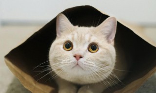 猫沐浴露怎么挑（猫沐浴露怎么挑选好的）