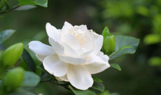 栀子花的寓意（栀子花的寓意和象征意义图片）