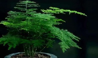 文竹开花寓意什么兆头（文竹开花寓意什么兆头 - 养花知识大全）