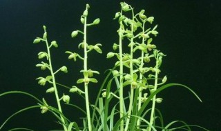 下山兰花怎么栽植 下山兰花怎么栽植视频