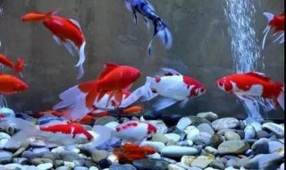 成为一个养鱼高手的方法是什么 成为一个养鱼高手的方法是什么呢