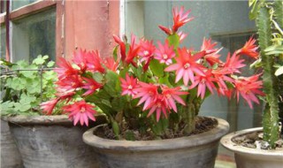 昙花用什么土栽培好（昙花用什么土质栽培）