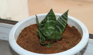 虎皮兰秋天能换盆吗 秋季虎皮兰能移栽吗