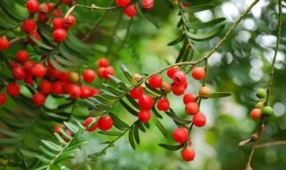 红豆杉枯萎救治方法（红豆杉枯萎救治方法图解）