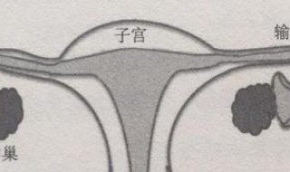 十一岁子宫标准