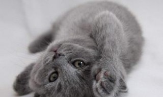 夏特尔猫的寿命（夏特而猫）
