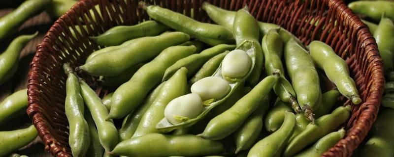 蚕豆要煮多久才熟 蚕豆要煮多久才熟才能晒干