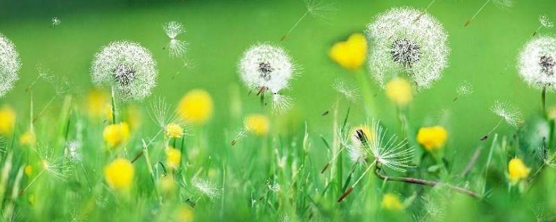蒲公英是不是花 原神芙罗拉蒲公英是不是花