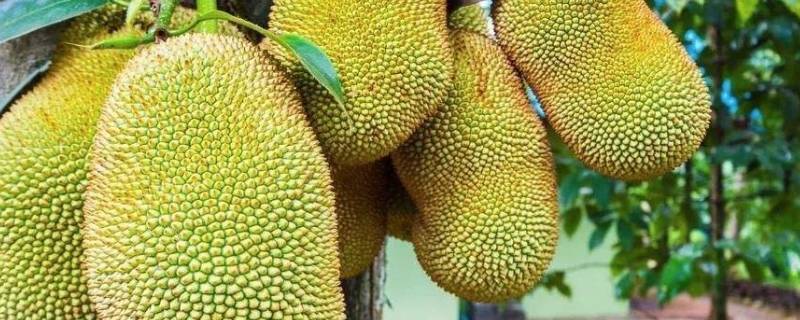 菠萝蜜的保存方法及保存时间（菠萝蜜的保存方法及保存时间多久）