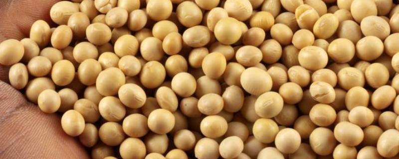 脱脂大豆是什么意思 0%添加脱脂大豆是什么意思