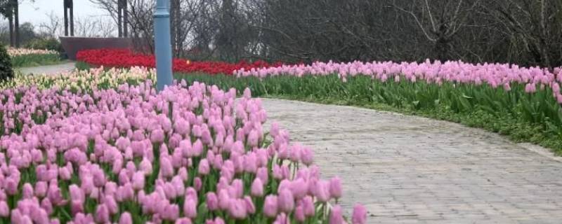 长寿郁金香花海在哪里 长寿湖郁金香节