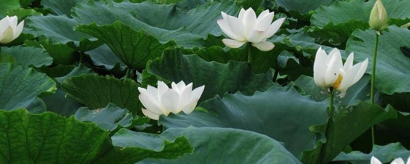 白色象征着什么（白色象征着什么意义）