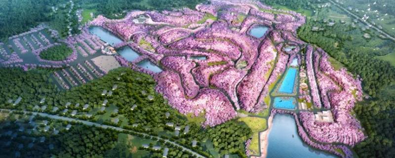 岳阳樱花园在哪里（岳阳樱花园在哪里怎么去）