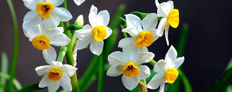对水仙花的感悟（对水仙花的感悟怎么写）