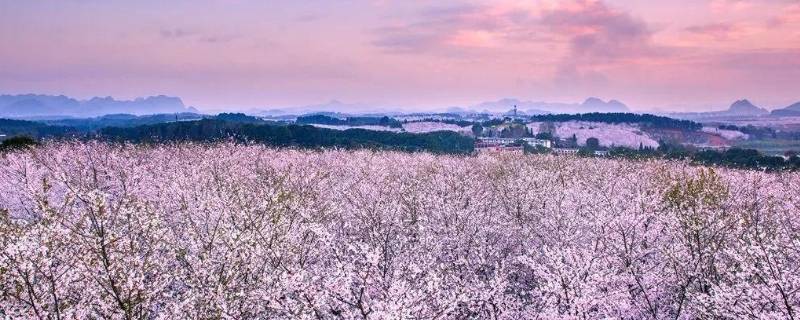 贵阳樱花园在哪里 贵阳花溪樱花园
