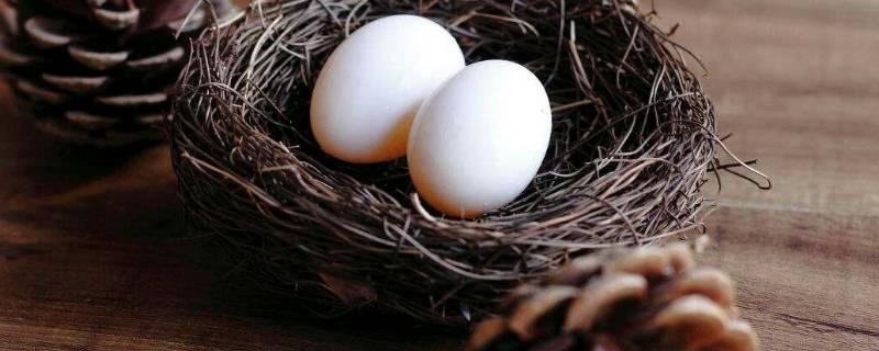 鸽子蛋如何保存还能孵（鸽子蛋放多久还可以孵出来）