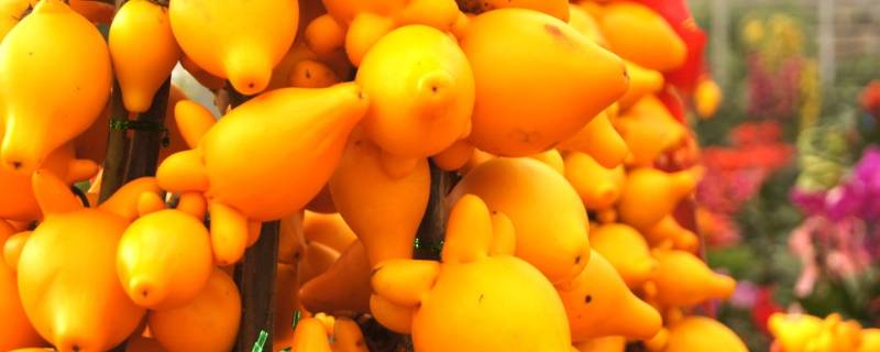 五代同堂果可以吃吗（五代同堂果子）