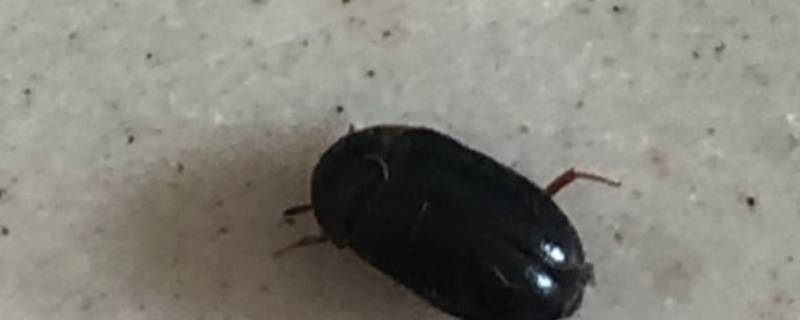 卧室有黑色硬壳小虫源头在哪 卧室有黑色硬壳小虫源头在哪怎么处理