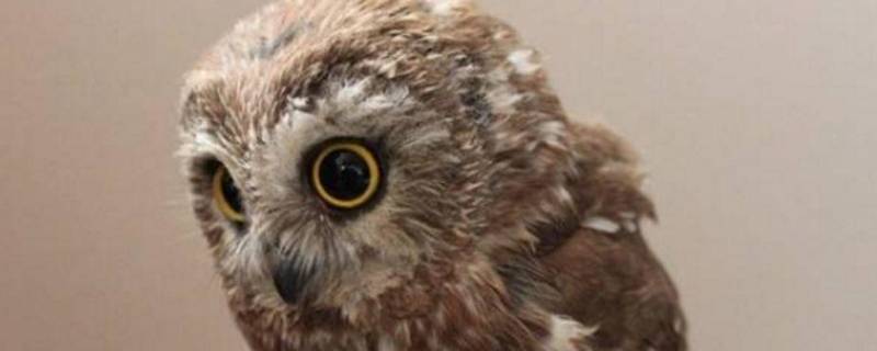 猫头鹰品种 北方猫头鹰品种