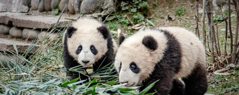 怎么介绍大熊猫 怎么介绍大熊猫的样子