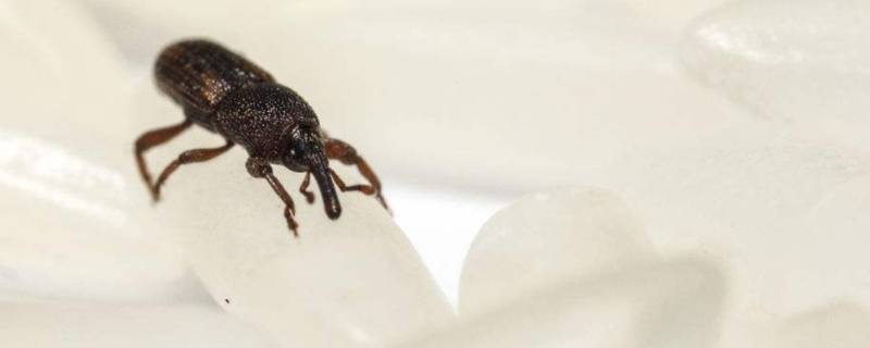 米象跑到卧室怎么消灭（卧室里有米象怎么消灭）