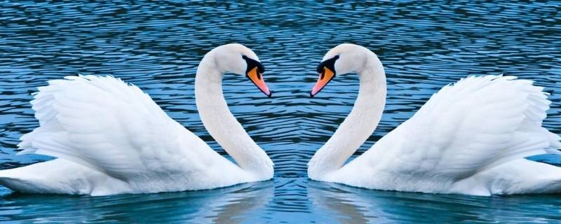 天鹅会飞吗还是会游泳（天鹅会游泳吗 天鹅会飞而且会游泳吗）