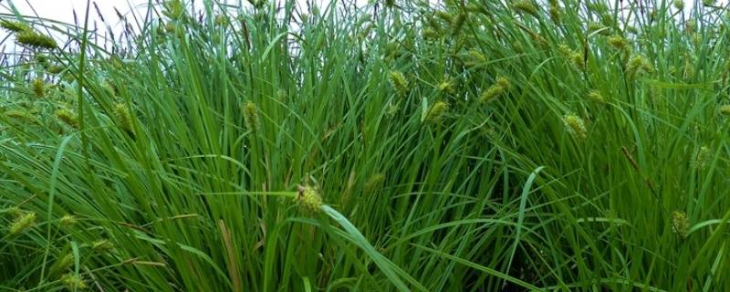 乌拉草有什么用处 乌拉草有什么用处价值