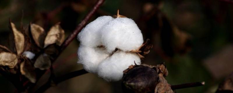 木头棉花属于什么材料（木头棉花属于什么材料塑料陶瓷属于什么材料）