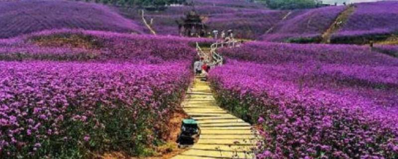 安顺花海风景区在哪里 安顺花海风景区在哪里啊