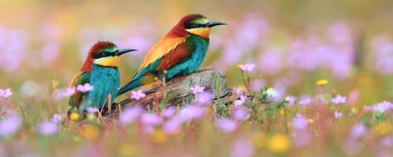 10种代表春天的动物（10种代表春天的动物图片）