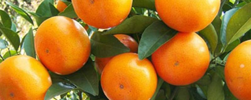 乌柑和沃柑什么区别 乌柑和沃柑有什么区别