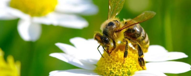 怎么把蜜蜂赶出卧室（怎么把蜜蜂赶出卧室去）