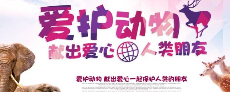 爱护动物的宣传标牌 爱护动物的宣传标牌设计