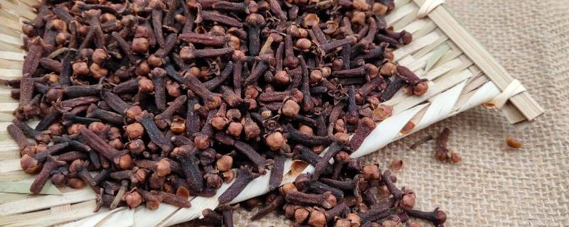 丁香适合炖什么肉（丁香适合炖什么肉汤）