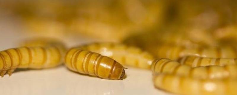 吃毛衣的虫子如何杀死（毛衣虫子怎么彻底清除）