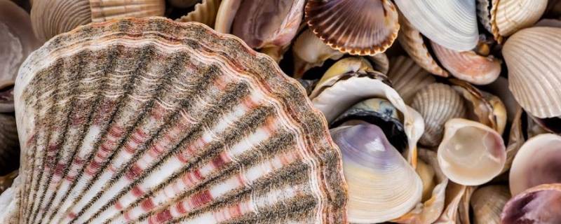 大贝壳叫什么名字（常见20种贝类海鲜有哪些）