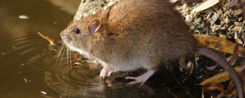 老鼠在天花板上怎样去除 怎样去除天花板上的老鼠