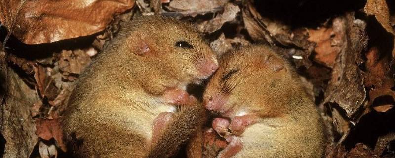 冬眠动物有哪些动物 冬眠动物有哪些动物,它们是怎么冬眠的呢