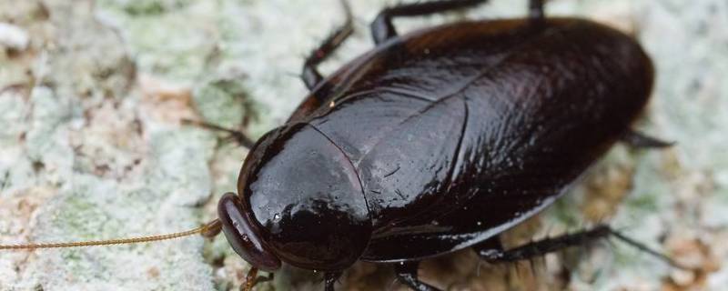 房间有蟑螂怎么办能除根（房间里有蟑螂怎么办能除根）