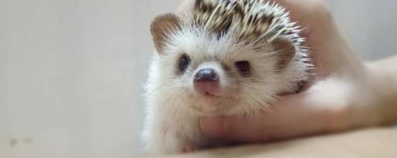 刺猬的刺有哪些作用（刺猬的刺都有什么作用）