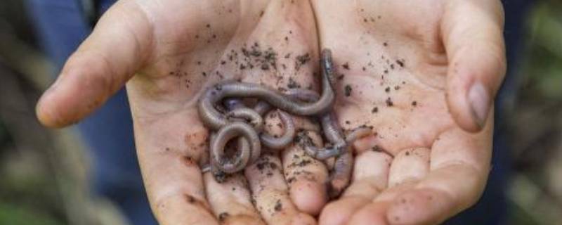 冬天有蚯蚓吗（冬天的蚯蚓在什么地方）