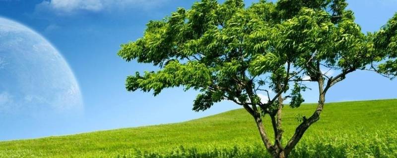 大树的由来（大树的由来而不是大叔的）