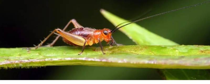 促织是蟋蟀还是蝈蝈 蟋蟀 蛐蛐 蝈蝈