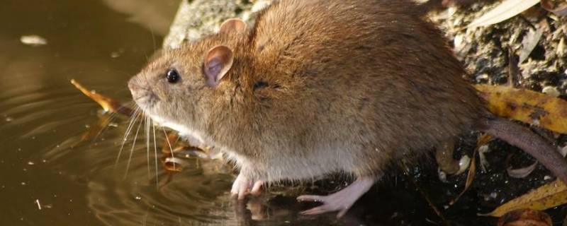 房间有老鼠怎么处理（房间有老鼠怎么处理最有效）