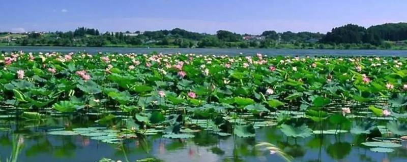 白洋淀由来 白洋淀的历史