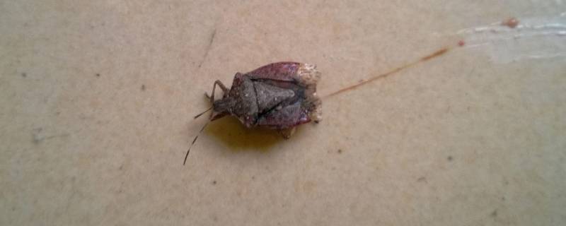 床上放什么可以驱臭虫（臭虫是怎么引起来的）