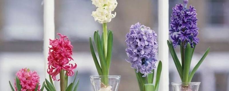 风信子夹箭是什么意思（风信子夹箭是怎么回事）