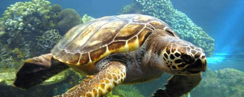 什么动物长命 什么动物长命打一生肖