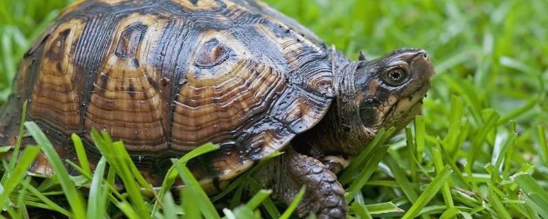 乌龟的汗在哪里 乌龟出汗是怎么回事